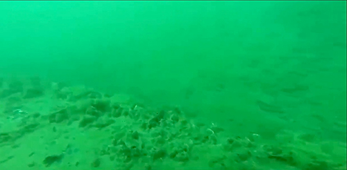 [Video]: Cá ở Vũng Áng có dấu hiệu sinh sôi